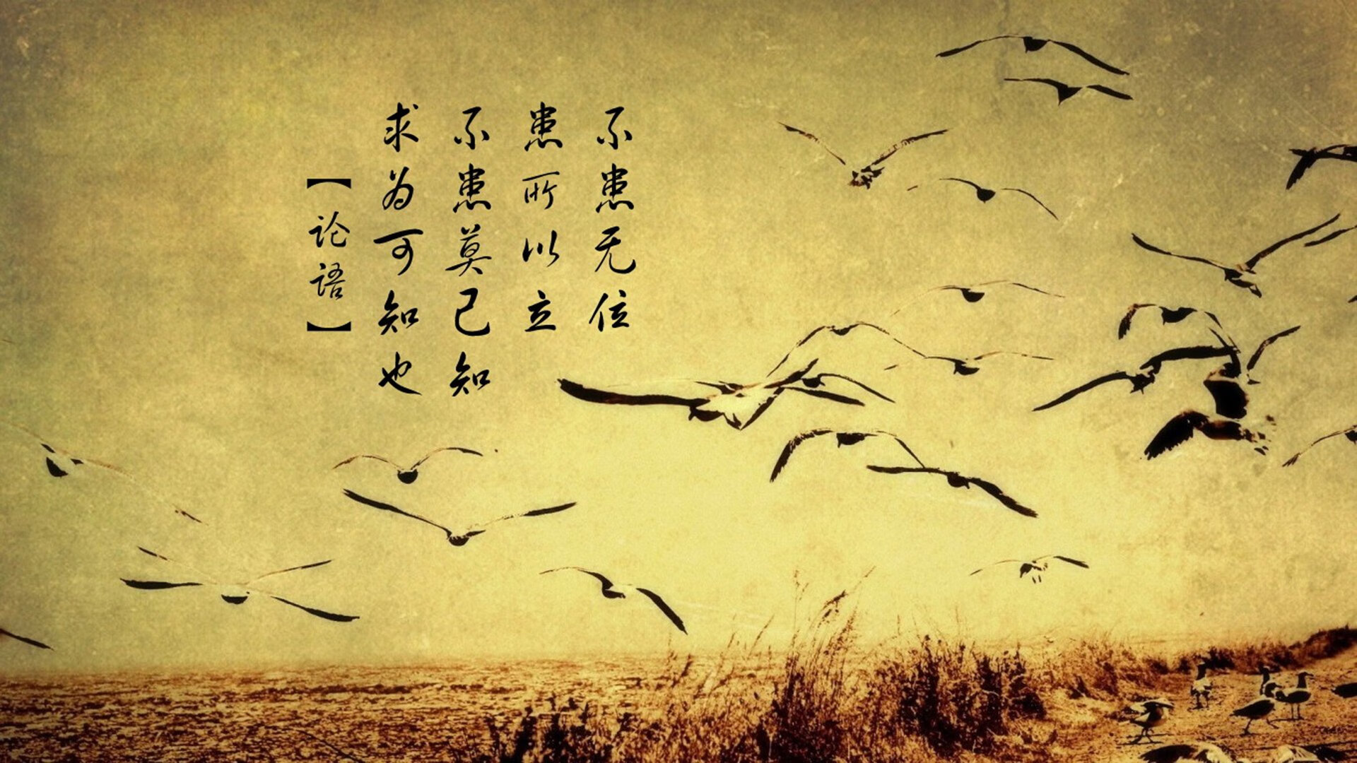 特色秋季城市马拉松，绿色环境中的极速奔跑，城市马拉松方案