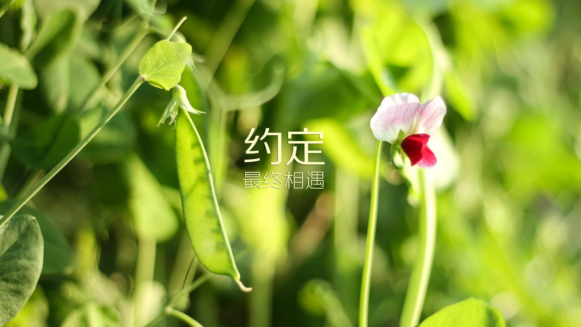 乐鱼体育登录-LOL主播挑战职业赛场引发圈内热议，主播对战职业选手视频